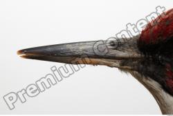 Green Woodpecker - Picus viridis